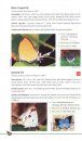 Butterflies of the Garo Hills