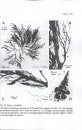 Seaweeds of the British Isles, Volume 1 Part 3a
