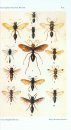 The Fauna of British India, Hymenoptera (2-Volume Set)