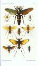The Fauna of British India, Hymenoptera (2-Volume Set)