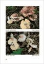 Fungi non Delineati 65: Russale Rare o Interessanti di Liguria [Rare Or Interesting Russula from Liguria]