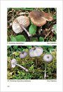 Fungi non Delineati 66: Studies on Entoloma