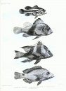 The Fishes of India (2-Volume Set)