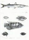 The Fishes of India (2-Volume Set)
