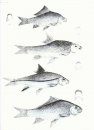 The Fishes of India (2-Volume Set)