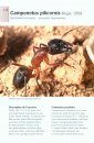 Fourmis de France, de Belgique et du Luxembourg [The Ants of France, Belgium, and Luxembourg]