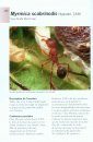 Fourmis de France, de Belgique et du Luxembourg [The Ants of France, Belgium, and Luxembourg]