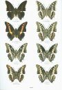 Butterflies of the World, Part 38: Nymphalidae XXII: Charaxes VI. Aberrations