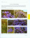 Guide to Plant Families of Southern Africa