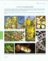 Guide to Plant Families of Southern Africa