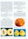 Compendium of Apple and Pear Diseases and Pests