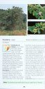 Pocket Guide Trees of Southern Africa 