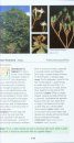 Pocket Guide Trees of Southern Africa 