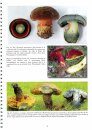 British Boletes