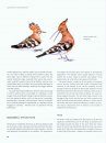 The Wildlife Artist's Handbook