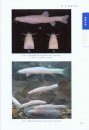 Cave Fishes of Guangxi, China [Chinese]
