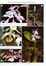 The Genus Calanthe