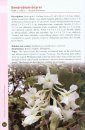 A Guide to Dendrobium of Borneo 