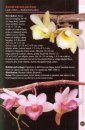 A Guide to Dendrobium of Borneo 