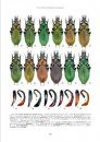 The Carabus of Japan