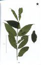 Important Plants of Northern Nimba County, Liberia