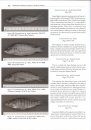The Cichlid Diversity of Lake Malawi/Nyasa/Niassa