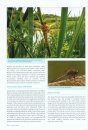 Atlas of Dragonflies in Britain and Ireland