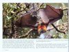 Flying-Foxes