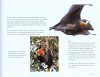 Flying-Foxes