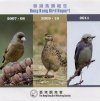 Hong Kong Bird Report 2007/11 CD-ROM