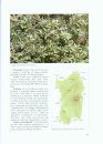 Alberi e Arbusti Spontanei della Sardegna [Spontaneous Trees and Shrubs of Sardinia]
