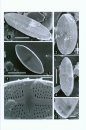 Diatoms of Europe, Volume 7: Luticola and Luticolopsis