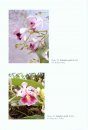 Orchids of the Department of Valle del Cauca (Colombia), Volume 1