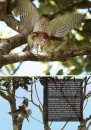 Birds of the Mascarene Islands / Les Oiseaux des Mascareignes