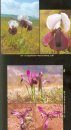 Field Guide to Wild Flowers of Turkey, Volume 1
