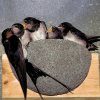 WoodStone Swallow Nest Bowl (Plywood board mounted)