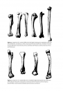 Identifying and Interpreting Animal Bones