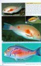 Labridae Fishes: Wrasses