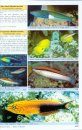 Labridae Fishes: Wrasses