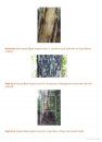 Field Guide: Fire in Dry Eucalypt Forest
