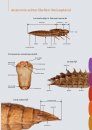 Fotogids Larvenhuidjes van Libellen [Photographic Guide to Dragonfly Exuviae]