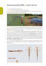 Fotogids Larvenhuidjes van Libellen [Photographic Guide to Dragonfly Exuviae]