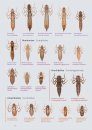Fotogids Larvenhuidjes van Libellen [Photographic Guide to Dragonfly Exuviae]
