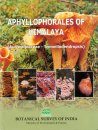 Aphyllophorales of Himalaya