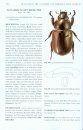 The Dynastine Scarab Beetles of Mexico, Guatemala, and Belize (Coleoptera: Scarabaeidae: Dynastinae)