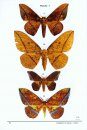 Lépidoptères de Guyane, Tome 6