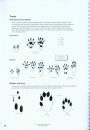 How to Find and Identify Mammals [Revised Edition]