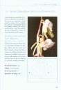 Atlas des Orchidées d'Ariège [Atlas of the Orchids of Ariège]