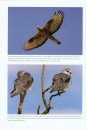 The Birds of the Iberian Peninsula