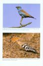 The Birds of the Iberian Peninsula
